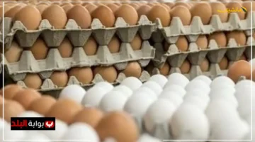 أرقام اليوم.. سعر كرتونة البيض في الأسواق اليوم الاثنين 15 سبتمبر 2025 تكشف عن تطورات جديدة 1